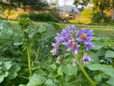 江差旅庭 群来の野菜果物