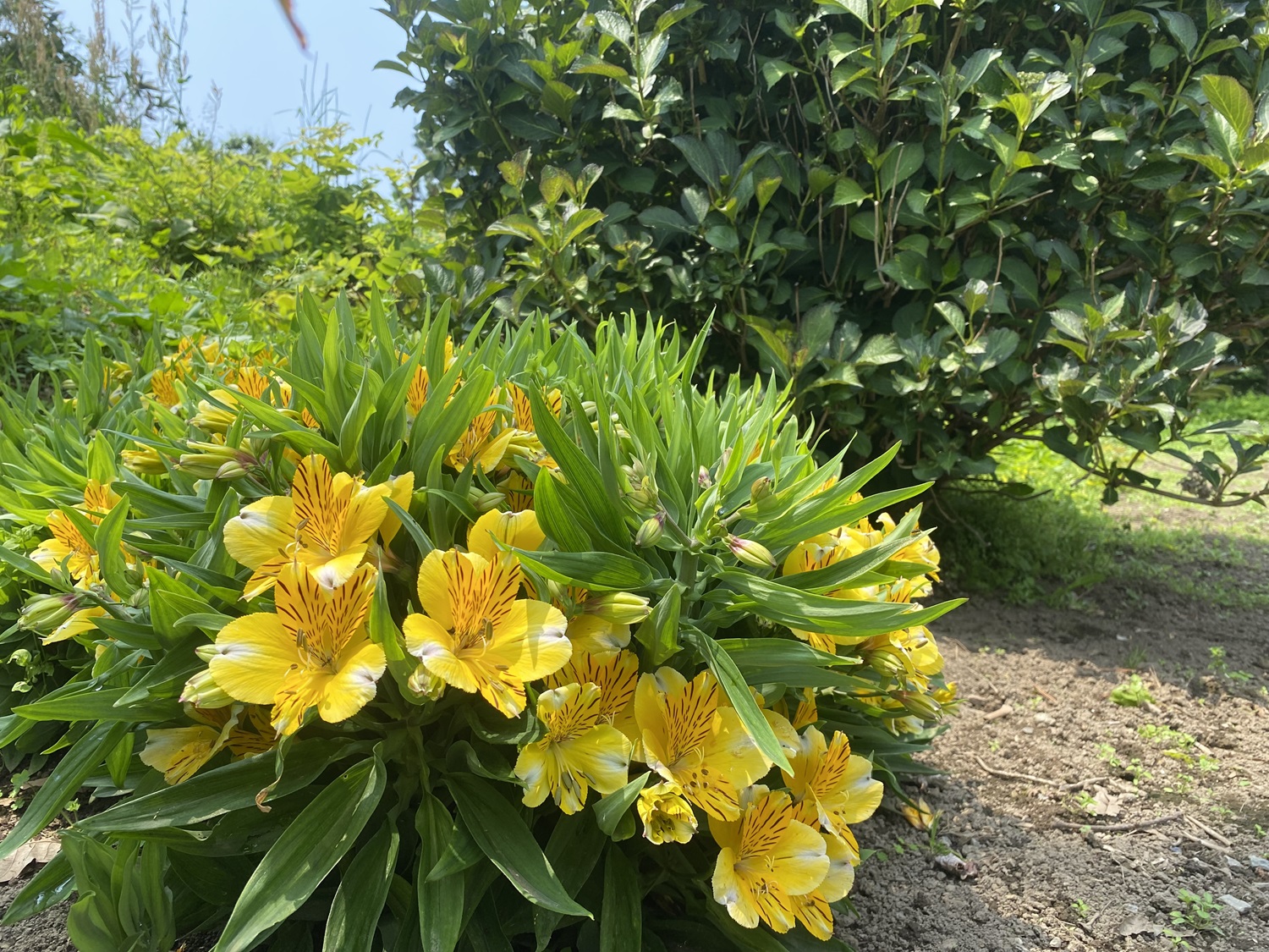 直営農場「拓美ファーム」